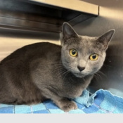 Tink Tink, a Grey Domestic Shorthair - Mix Cat
