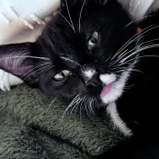 Wally, a White, Black American Shorthair Mix Cat