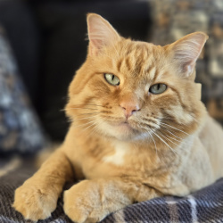 {petName}, a Orange Domestic Longhair Cat