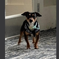 {petName}, a Black - Brown Miniature Smooth Haired Dachshund - Mix Dog