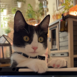 {petName}, a Black, White American Bobtail Mix Cat