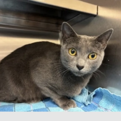 {petName}, a Grey Domestic Shorthair - Mix Cat